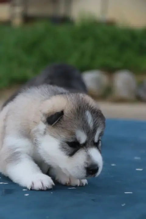 Siberian Husky  Banzaï Gold Of Wolf photo 2
