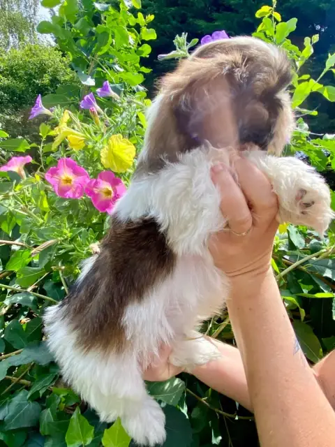 Shih Tzu  Boby De La Baronnerie Des Cuillerdier photo 3