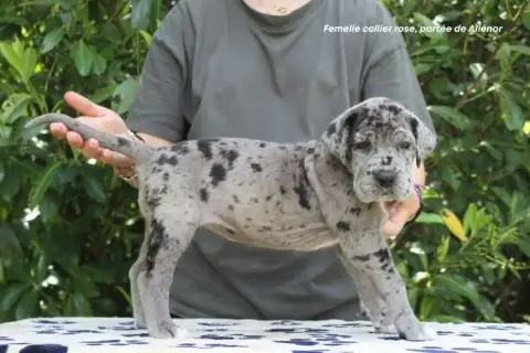 Dogue Allemand photo 2