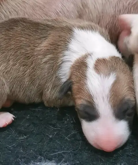 Bull Terrier  Chiot N°4 Of The Little Troublemaker