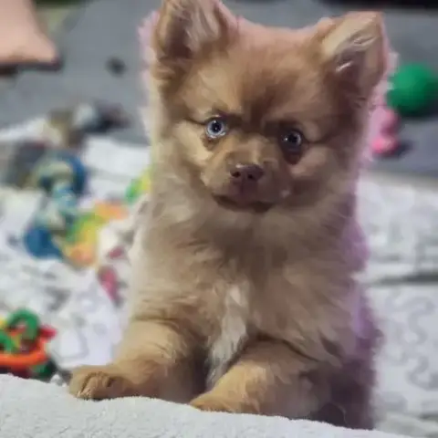 Brownie, 1 Femelle Pomsky Chocolat Bientot 4 Mois