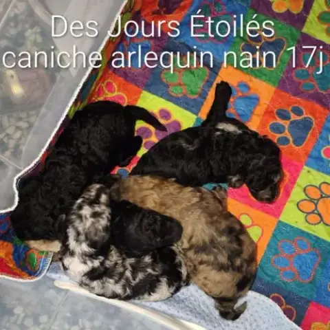Caniche Arlequin Nain