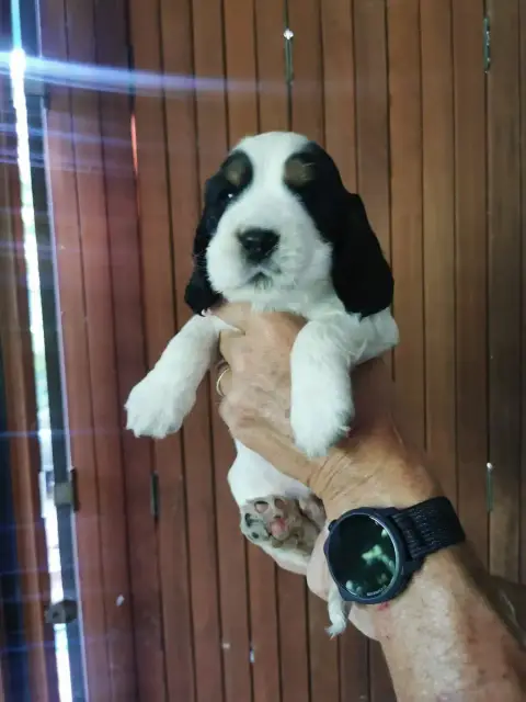 Cocker Spaniel Anglais  Collier Vert Du Berceau Des C e0742