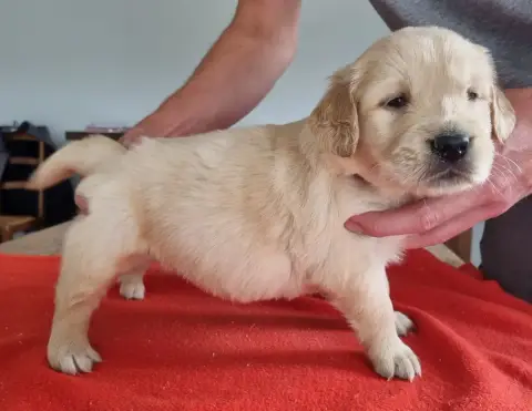 Golden Retriever  Chiot N°6 Des Hirondelles Du Voyage 8a0d4