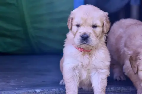 Golden Retriever  Opale Du Trievoz-