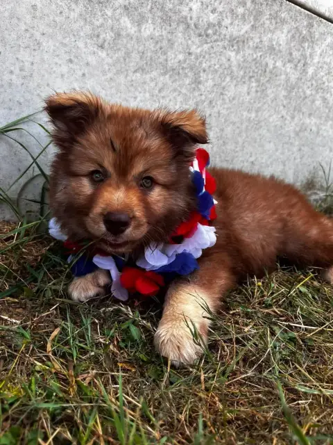 Chien Finnois De Laponie  Becky Du Domaine Des Trolls 54107