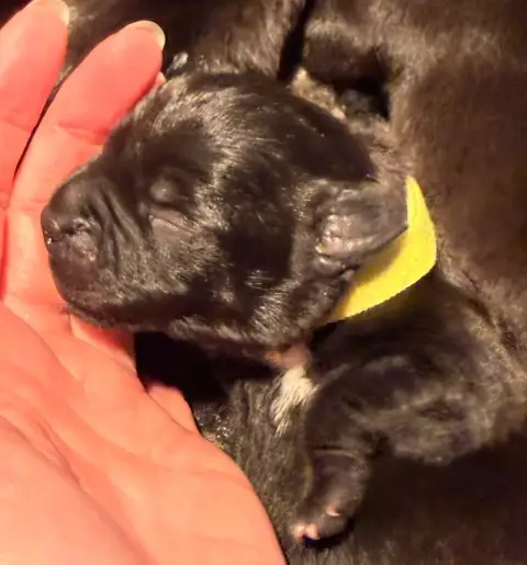 Staffordshire Bull Terrier