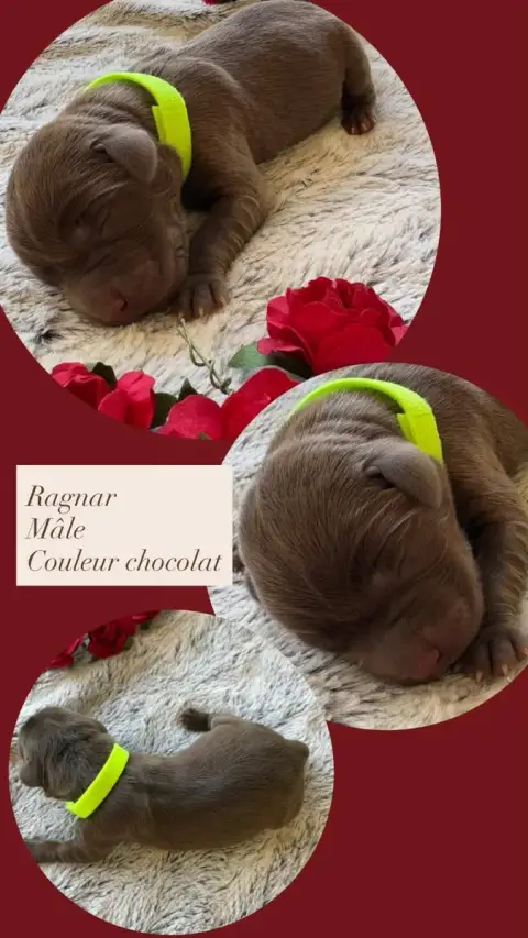 Labrador Retriever  Ragnar Du Domaine Des Belles Aubo f0970