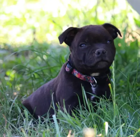 Staffordshire Bull Terrier  Bradley Du Domaine Des Au a311b