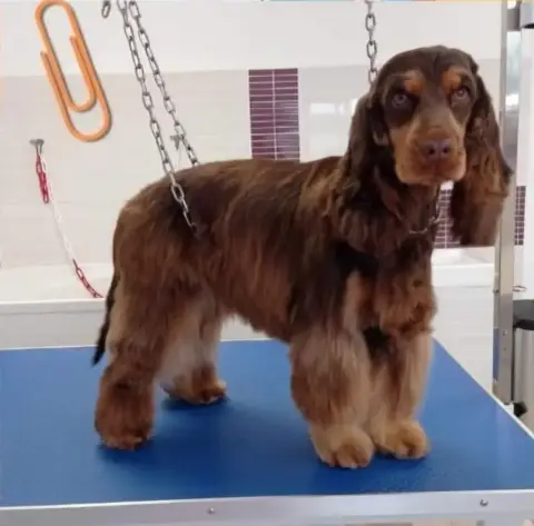Cocker Spaniel Anglais photo 3