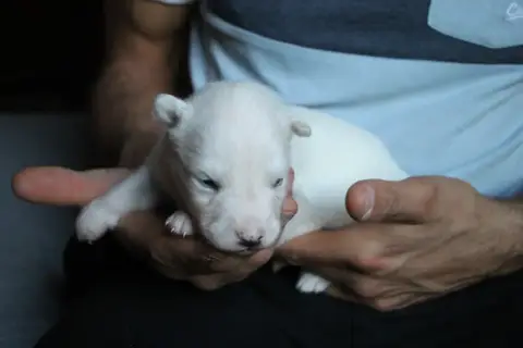 Laika De Iakoutie photo 2