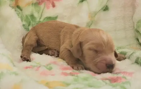 Cocker Spaniel Anglais  Bécot photo 2
