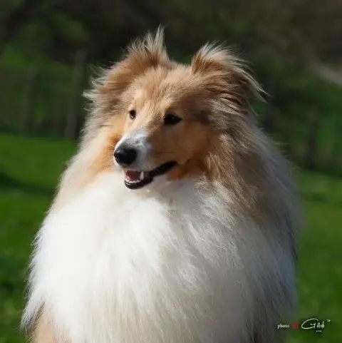 Shetland Sheepdog  Chiot N°2 Des Terres De Bourguenai 4be9b photo 3