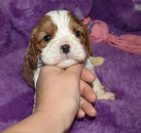 Cavalier King Charles Spaniel 
                       627b0