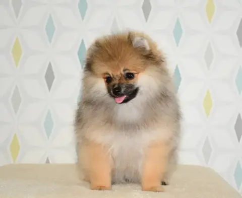 Spitz Allemand  Be My Honey Baby Of Lovely Tim photo 2