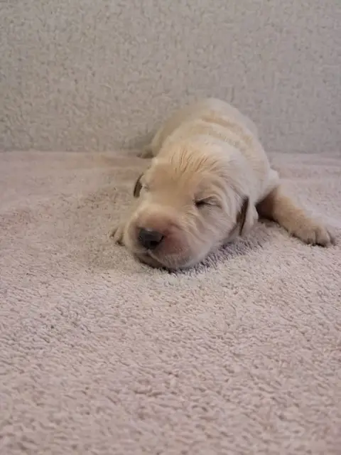 Golden Retriever  Babouille Du Royaume D Helfy Du Roy c2a23