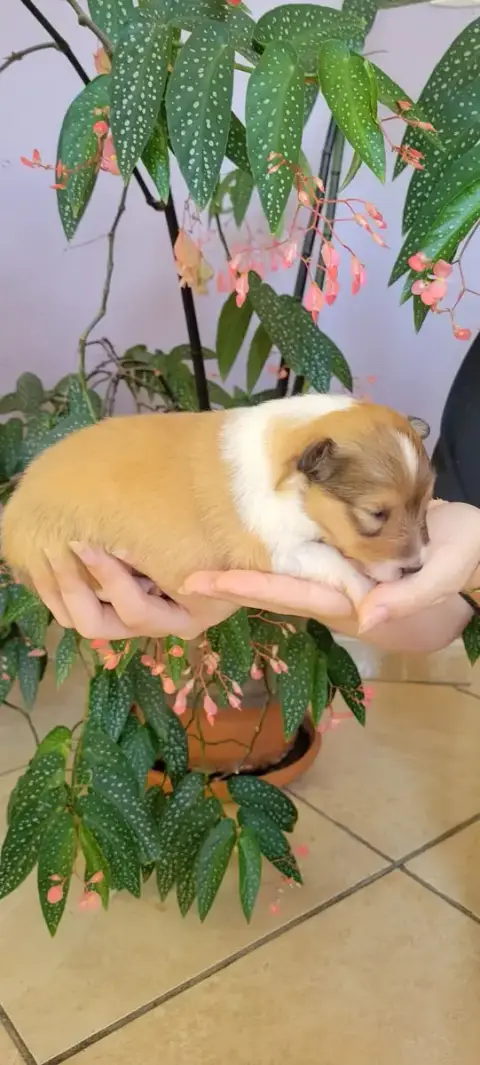 Shetland Sheepdog  B.... Des Molosses De Timoulys photo 3