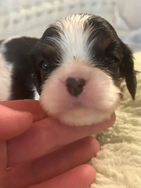 Cavalier King Charles Spaniel  Chiot 4 D'Ysatis
