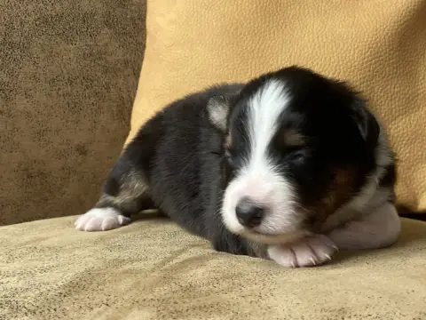 Berger Australien 
                        Chiot N°9  283c3