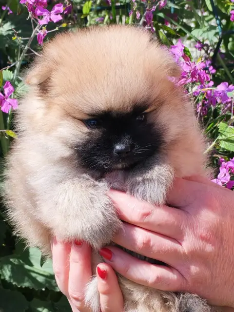 Spitz Allemand  Bo-
