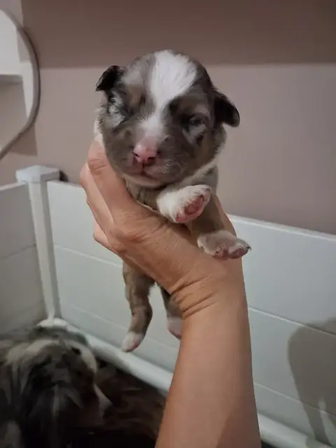 Berger Américain Miniature  Chiot 7 De La Sableyre
