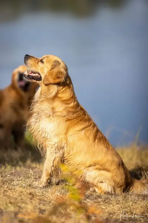 Golden Retriever  Chiot 2 Du Haut De La Girauderie photo 3