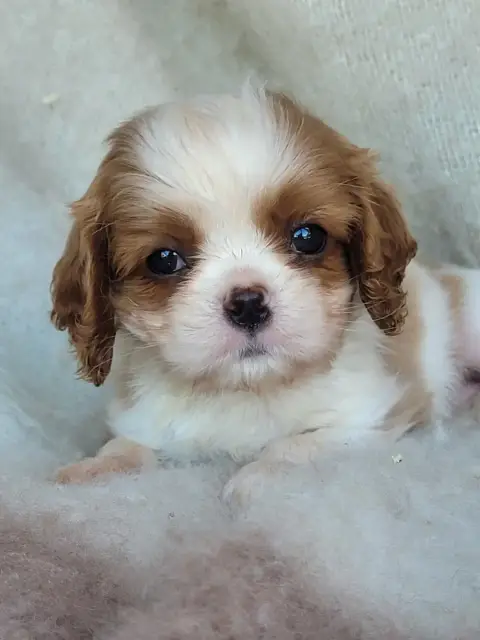 Cavalier King Charles Spaniel  Chiot N°2 Du Domaine D f9a5e