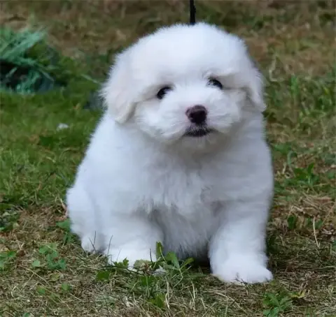 Coton De Tulear  Chiot N°2 De Dame Nature photo 3