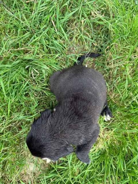 Cane Corso  Chiot N°6 Valma'S Signature photo 3