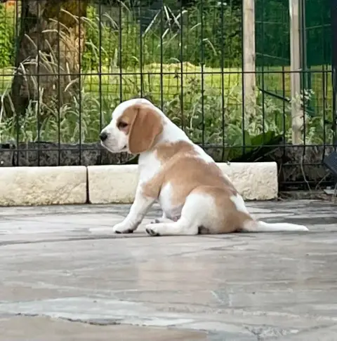 Beagle  A Définir Du Domaine D'Amandine