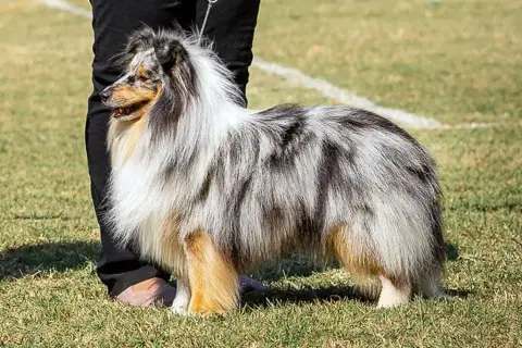 Shetland Sheepdog  Fn2 - photo 2