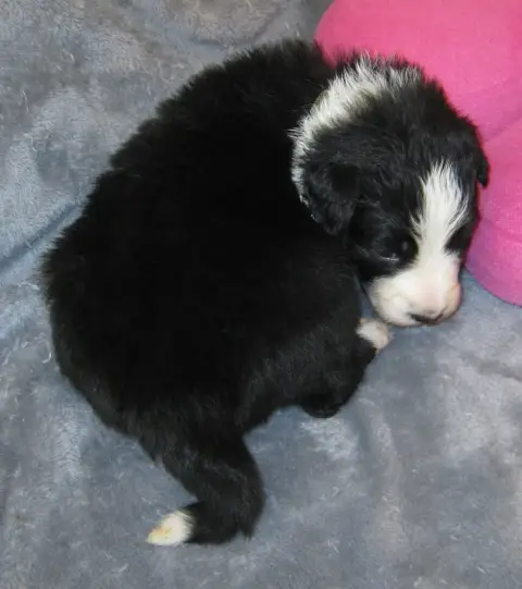 Border Collie  Chiot N°4 De La Vallee Du Douro
