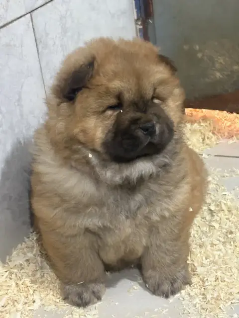 Chow Chow  Bastien Du Domaine Saint Joseph Du Roc