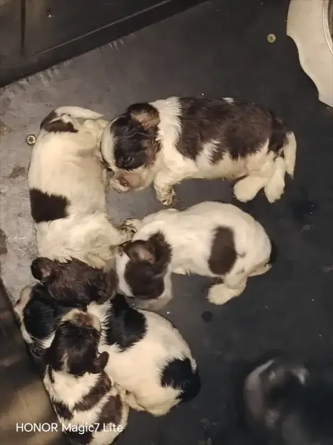 American Cocker Spaniel  B(Tricolore Chocolat / Rouan 9e697