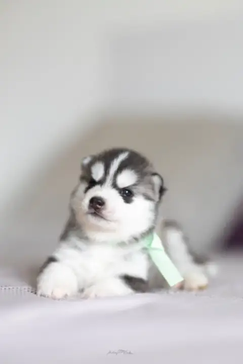 Siberian Husky  Chiot 5 Of The Land Of Midnight photo 3
