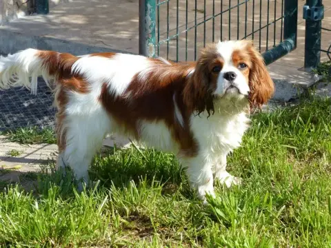 Cavalier King Charles Spaniel  Chiot N°2 Du Val De Ca 1e517 photo 3