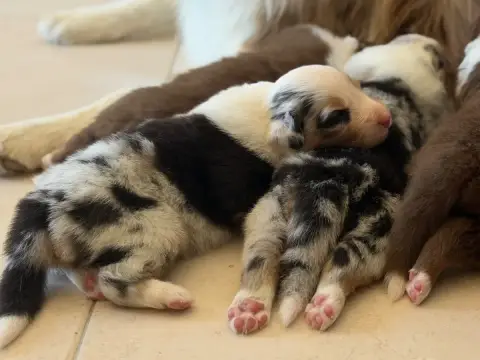 Berger Australien  Chiot 5 Au Royaume Des Jolies Perl 7b37b photo 3