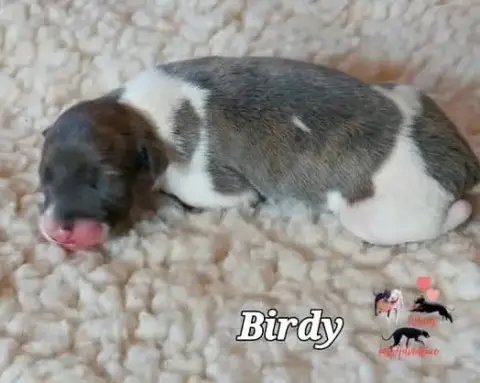 Whippet  Birdy Last Adventure