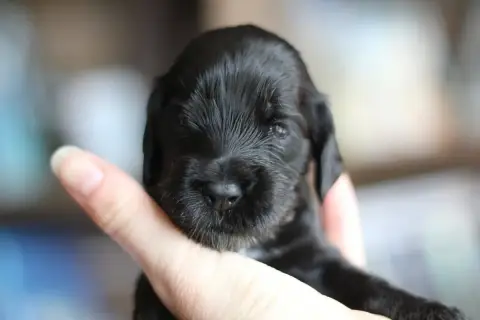 Cocker Spaniel Anglais  Black Pearl