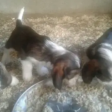 Chiots Petit Basset Griffon Vendéen