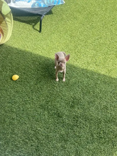 Chihuahua  Billy