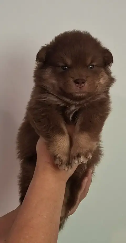 Chien Finnois De Laponie  Miss Rose. Panache Finnois 5f22b