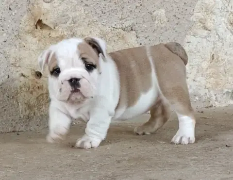 Bulldog Anglais  Chiot N°5 Mystic Legend