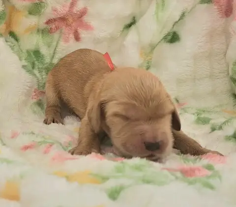 Cocker Spaniel Anglais  Bisou