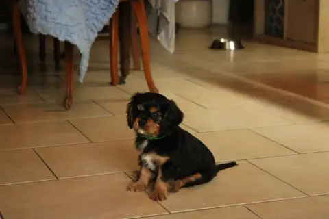Cavalier King Charles Spaniel  Blue photo 2