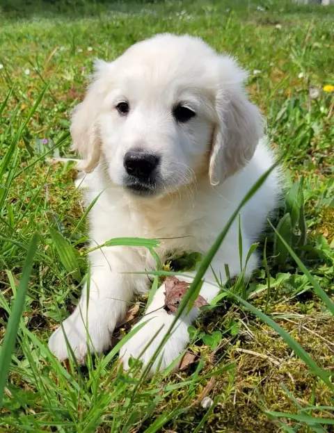Golden Retriever  Bruce Des Marais De Courmont photo 2