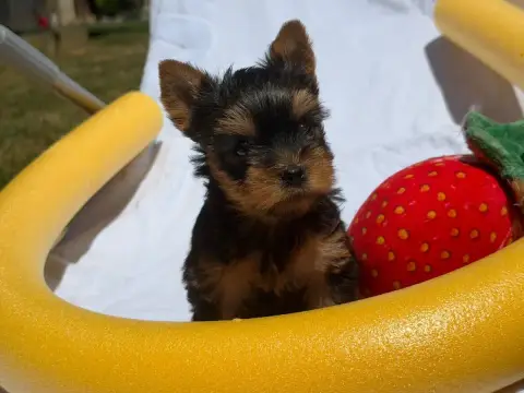 Yorkshire Terrier  Chiot N°2 Du Moulin De Madjurie