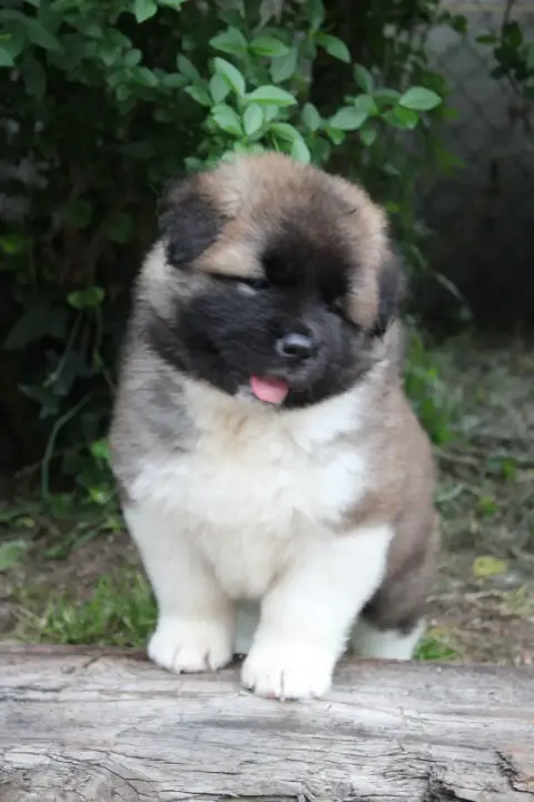 Akita Americain  Bella Swan Galadriel'S Angels photo 2