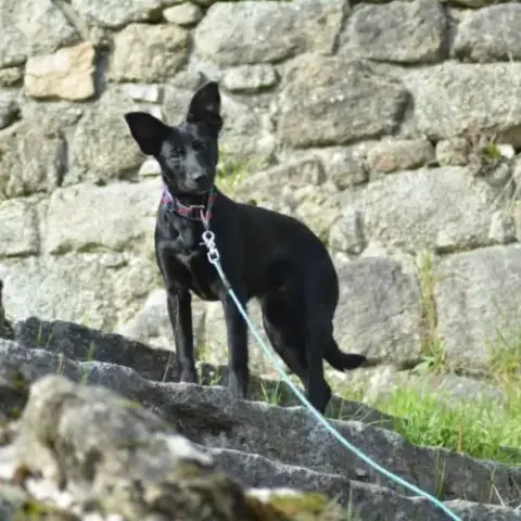 Chien Rare Chiot Race Chien Du Perou À Fourr