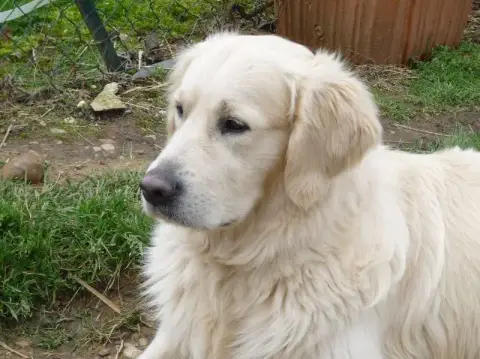 Golden Retriever  Chiot 2 De Sweety Fox photo 2